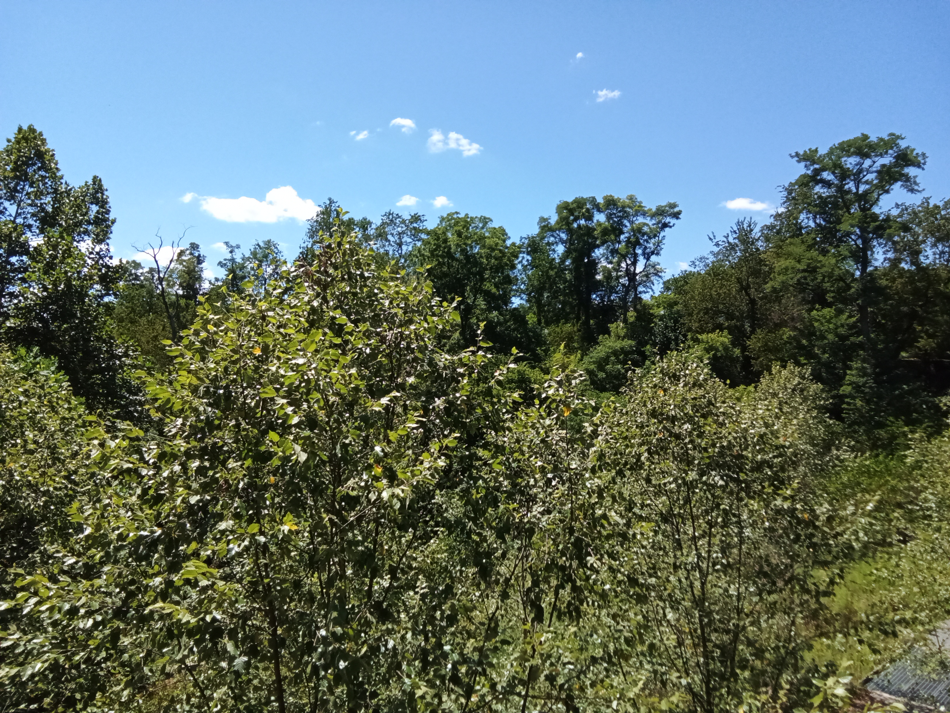 Gathering Herbs in a Finnish Field
